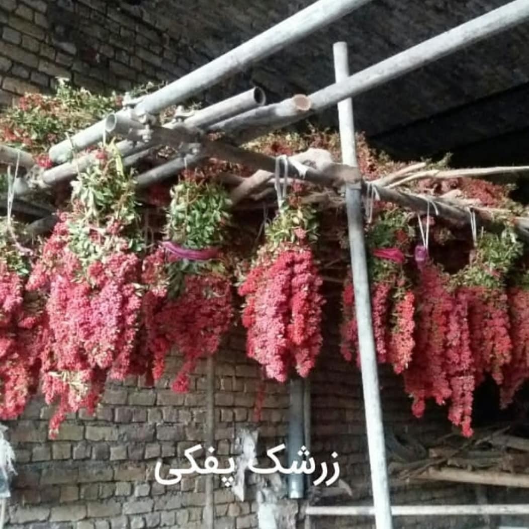 6 نکته اساسی در خشک کردن زرشک تازه از زبان کشاورز | طلای سرخ قائنات