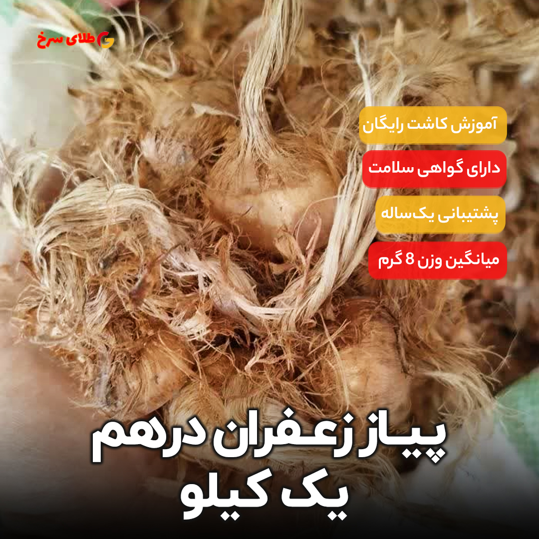پیاز زعفران قاینات یک کیلویی