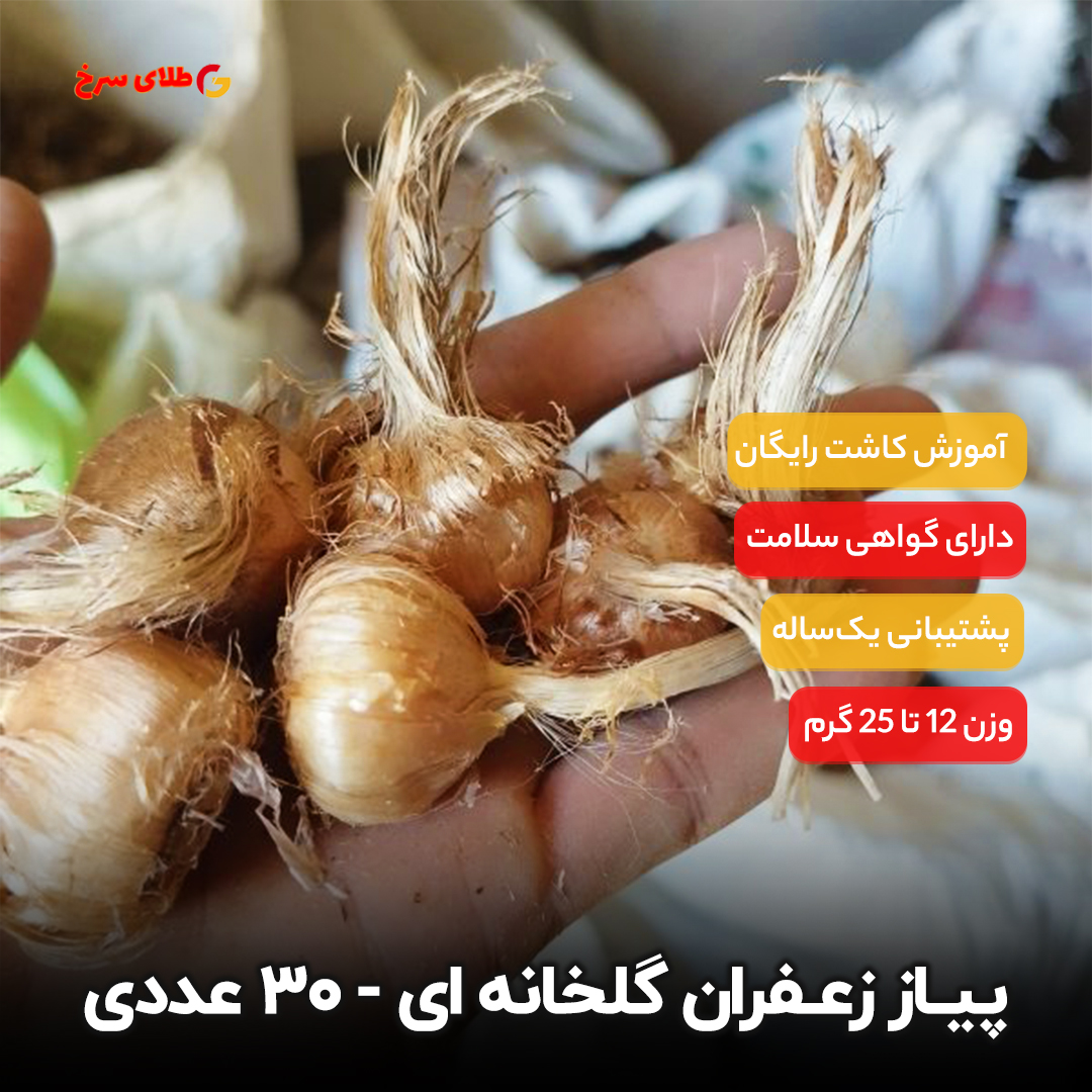 پیاز زعفران گلدانی 15 گرمی [ 30 عددی ]
