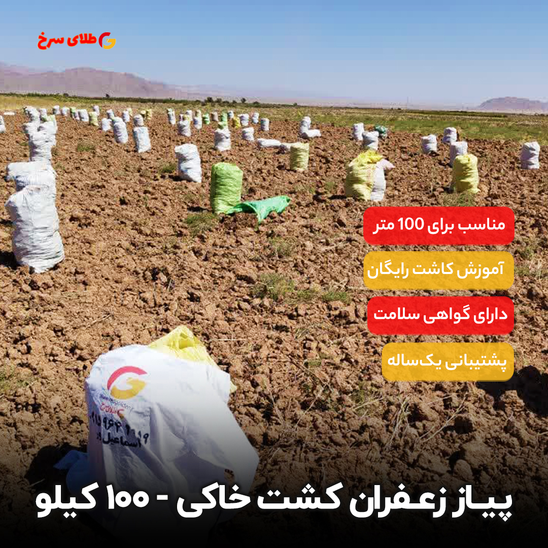 پیاز زعفران کشت خاکی قائنات 100 کیلویی