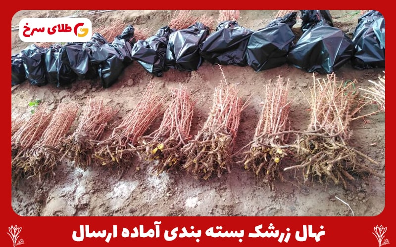 نهال زرشک قائنات ریشه لخت 10 عددی