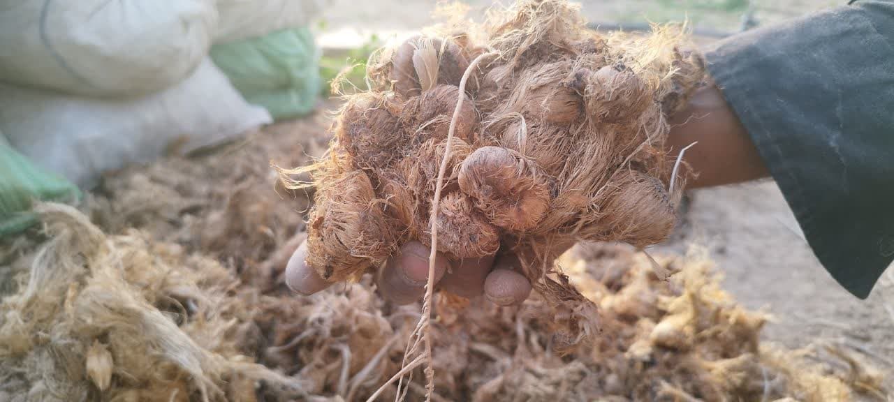 پیاز زعفران کشاورز یک تن _ پیشنهاد ویژه طلای سرخ